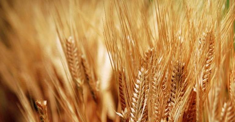 القمح 