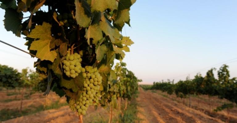 الزراعة الطبيعية في الأردن تنتج نبيذاً مميزاً الزراعة الطبيعية في الأردن تنتج نبيذاً مميزاً