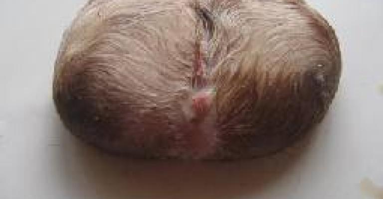 ماعز تنجب كتلة لحمية!!