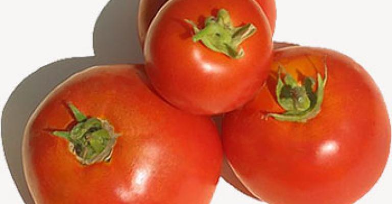 ارتفاع نسبة زراعة البندورة في الأردن ارتفاع نسبة زراعة البندورة في الأردن