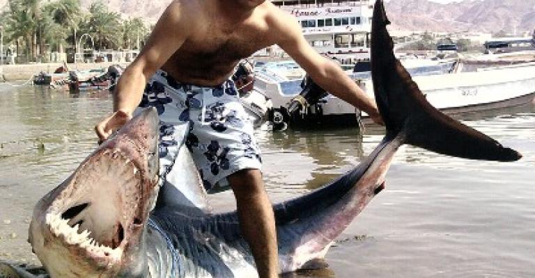 اصطياد سمكة قرش في العقبة اصطياد سمكة قرش في العقبة