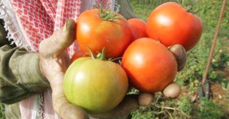 الزيود يستهجن اهانة مزارعي الاغوار الزيود يستهجن اهانة مزارعي الاغوار