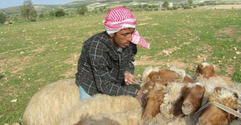 مربو المواشي يهددون بمقاطعة الانتخابات مربو المواشي يهددون بمقاطعة الانتخابات