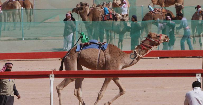 سباقات للهجن في وادي رم 