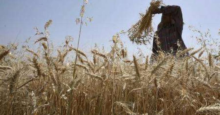 الاردن يحتاج لـ3 ارباع الكمية الحالية ليكتفي من القمح الاردن يحتاج لـ3 ارباع الكمية الحالية ليكتفي من القمح