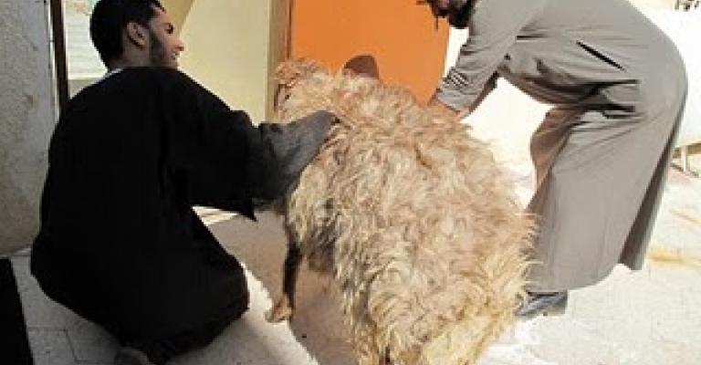 شروط وتعليمات الخاصة بالأضاحي ومواقعها شروط وتعليمات الخاصة بالأضاحي ومواقعها