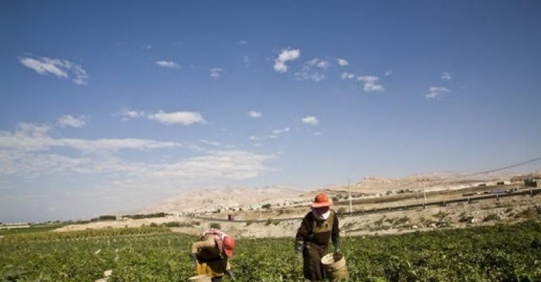 Reduction in Number of Foreign Workers Threatens Agricultural Sector Reduction in Number of Foreign Workers Threatens Agricultural Sector