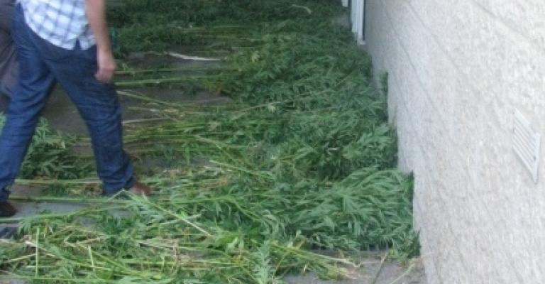 مداهمة مزرعة متخصصة في زراعة المارجوانا مداهمة مزرعة متخصصة في زراعة المارجوانا