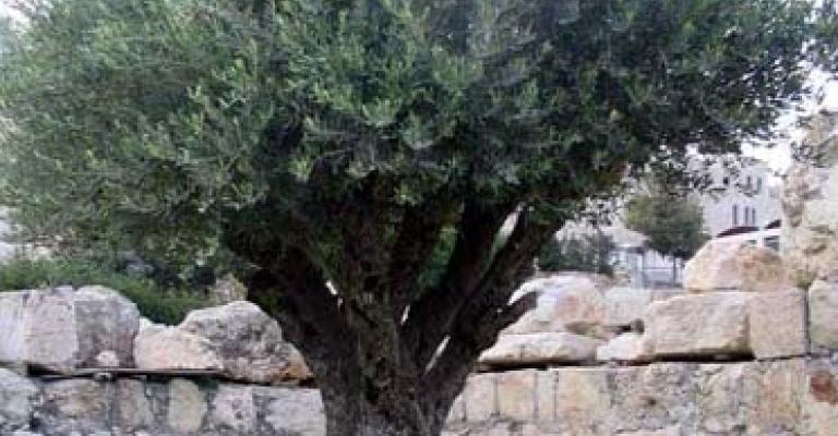 زيتونة بيده تسقط عشرات القتلى فكيف بسلاح !!!!... زيتونة بيده تسقط عشرات القتلى فكيف بسلاح !!!!...