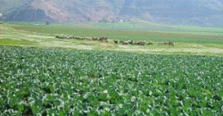 مزارعو البادية الشمالية يعتصمون ضد أسعار الكهرياء