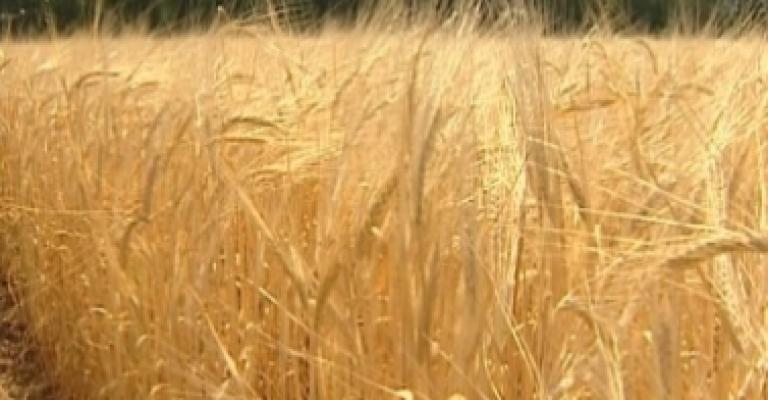 مباحثات لتزويد الأردن بمنحة قمح أمريكية