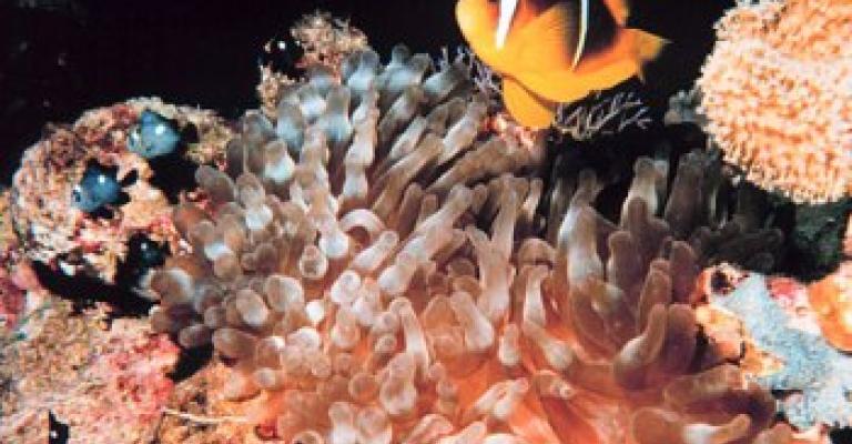 إحباط تهريب مرجان وأسماك نادرة في العقبة