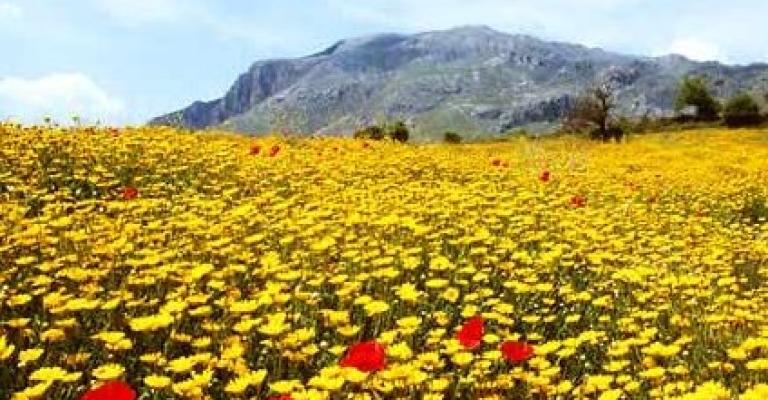 طقس ربيعي خلال الأيام الثلاثة المقبلة