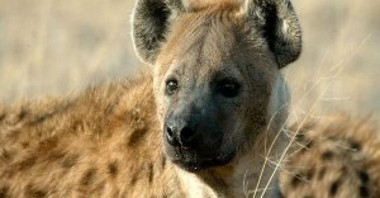 شفا بدران: القضاء على ضبع شرس