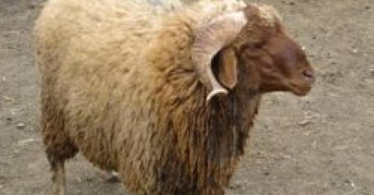 الإحصاءات :3% نسبة ارتفاع أعداد الأغنام
