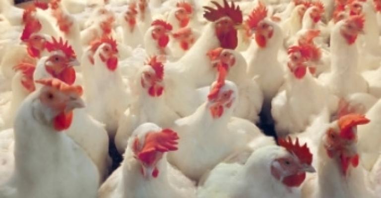 الطفيلة: وقفة احتجاجية على ارتفاع اسعار الدواجن 