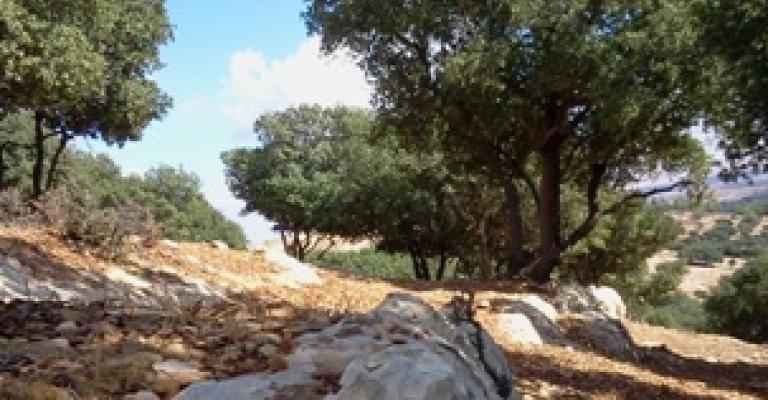 55 مخالفة اعتداء على الأشجار الحرجية في اربد منذ مطلع العام -صور