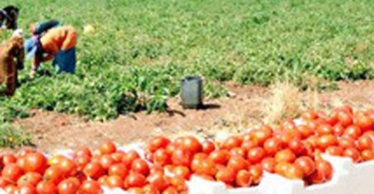 الكرك: اضراب مياومة الزراعة يهدد محصول البندورة