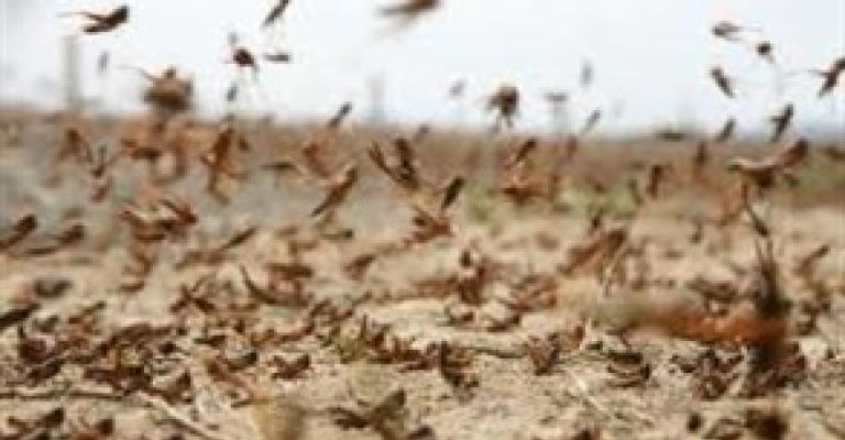 أعداد قليلة من الجراد تغادر المملكة