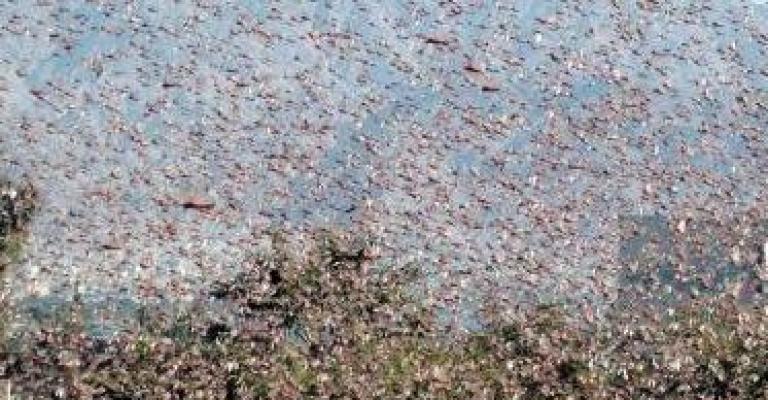 طائرات عسكرية تقوم بمكافحة الجراد في مادبا