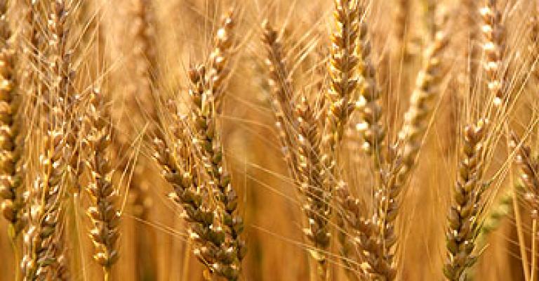 رويترز: الأردن رفض عروضا لشراء 100 ألف طن من القمح