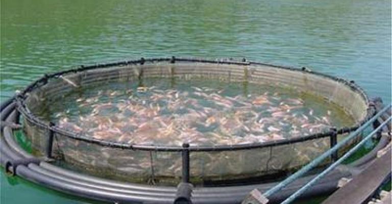 الإحصاءات: 19 بالمئة ارتفاع كمية إنتاج الأسماك 
