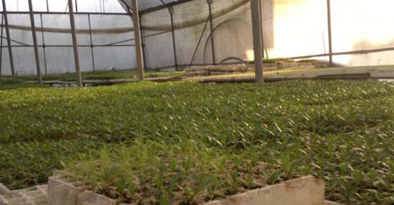 11 بالمئة انخفاض في انتاج الأشتال 