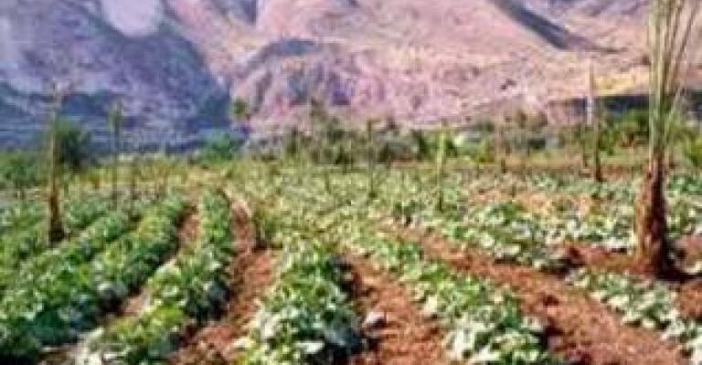 مداهمة مزرعة مخدرات في غور الاردن 