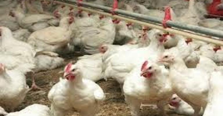 انخفاض أسعار الدواجن في رمضان