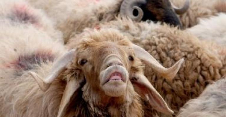 الغذاء والدواء: خلو المملكة من مواشي ملوثة اشعاعياً