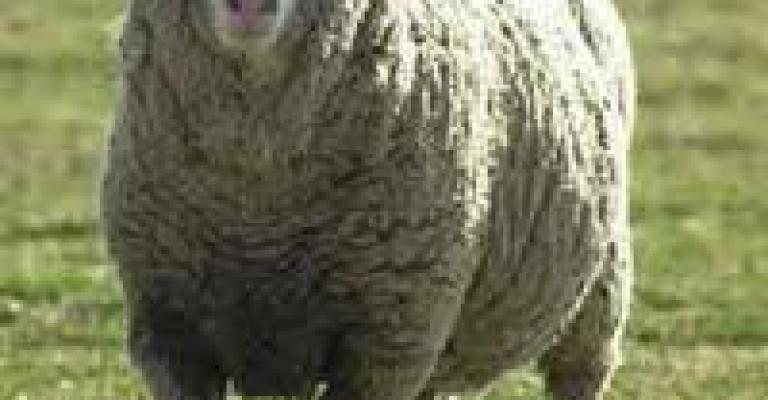 تجهيزات الأمانة لاستقبال أضاحي العيد