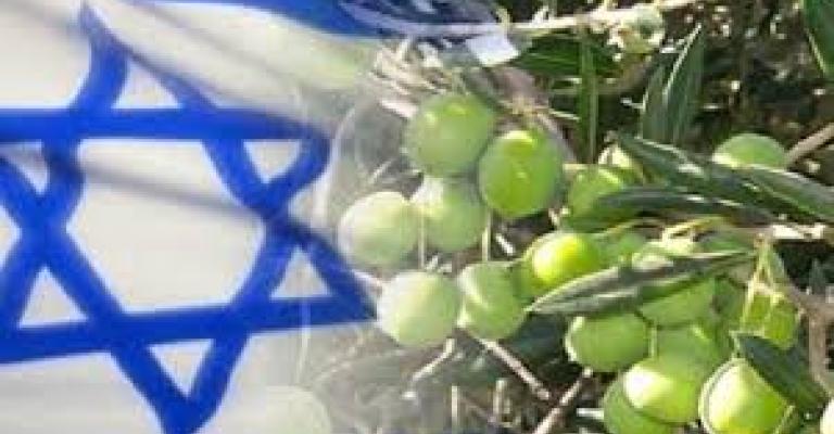 مجابهة التطبيع تدين تصدير زيت الزيتون لإسرائيل