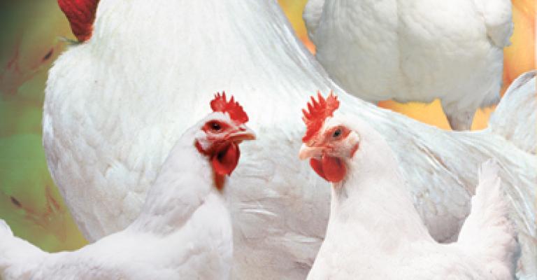 الجوابرة: أسعار المعكرونة ثابتة..وتوقعات بارتفاع أسعار البيض والدجاج