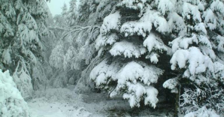 الزراعة: خسائر بالأشجار الحرجية المعمرة نتيجة المنخفض