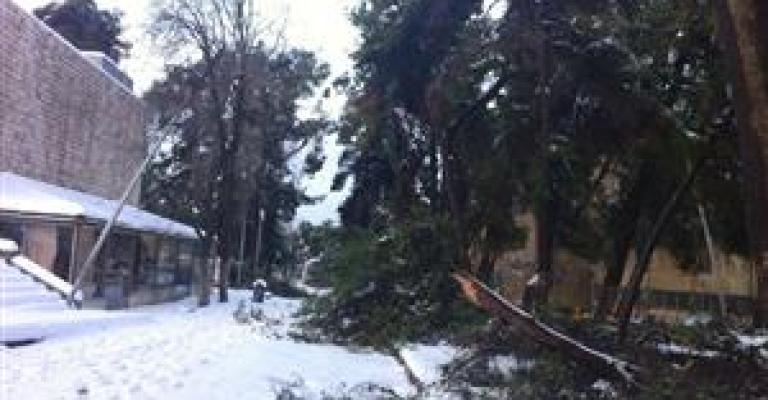 الأمانة: 2100 شجرة تضررت خلال المنخفض