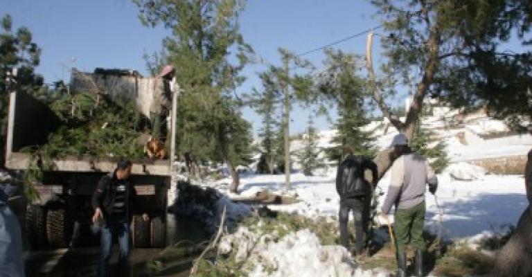 الانتهاء من جمع الأشجار المتضررة خلال المنخفض