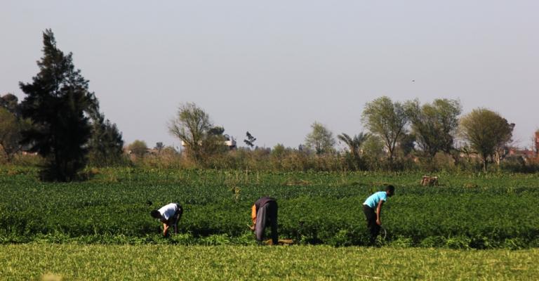 950 مليون دينار صادرات الأردن الزراعية بـ2013