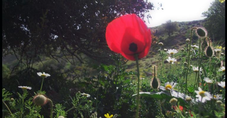 بداية الاعتدال الربيعي اليوم 