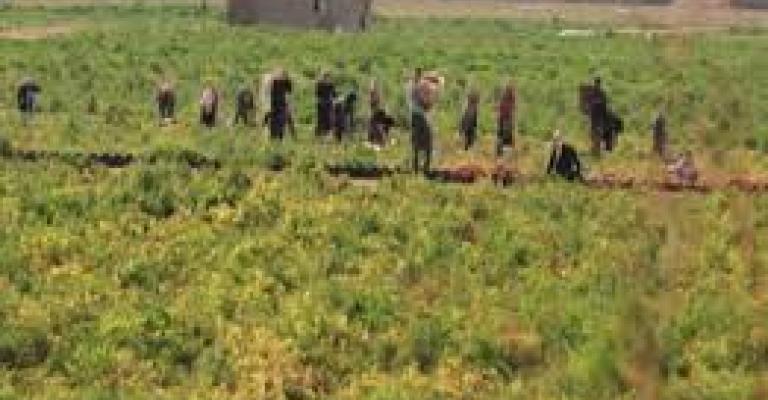 توقعات بتحسن الموسم الزراعي