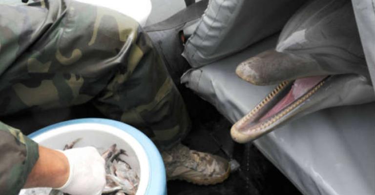 الدلافين تخدم في.. البحرية الروسية الدلافين تخدم في.. البحرية الروسية