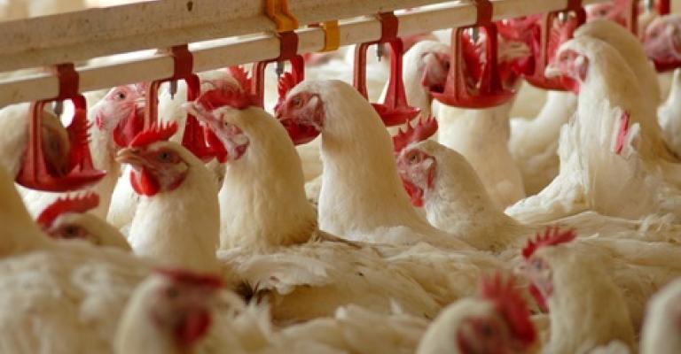 تراجع إنتاج الدواجن