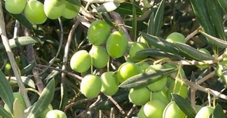تصدير 15 ألف طن من الزيتون لإسرائيل