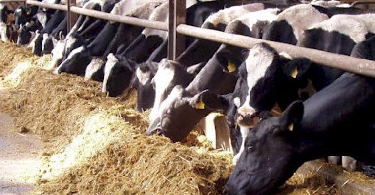 المفرق: ضبط بقرة مصابة بالحمى القلاعية