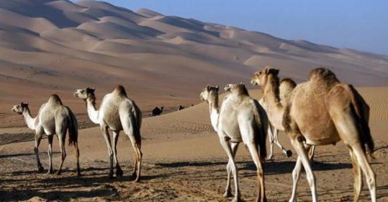 الزراعة: الإبل بالأردن خالية من "الكورونا"