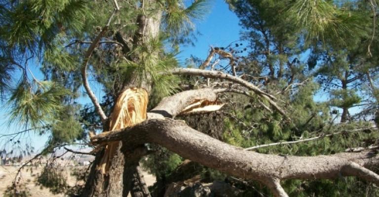 ناشطون يطالبون بالتحقيق بالاعتداء على الأشجار في عجلون ناشطون يطالبون بالتحقيق بالاعتداء على الأشجار في عجلون