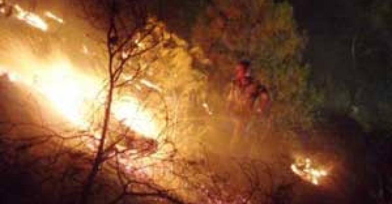 حريق يلتهم 50 دونما من الأشجار الحرجية بدبين