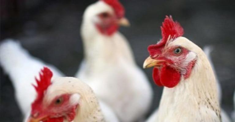 التجارة: أسعار الدواجن طبيعية