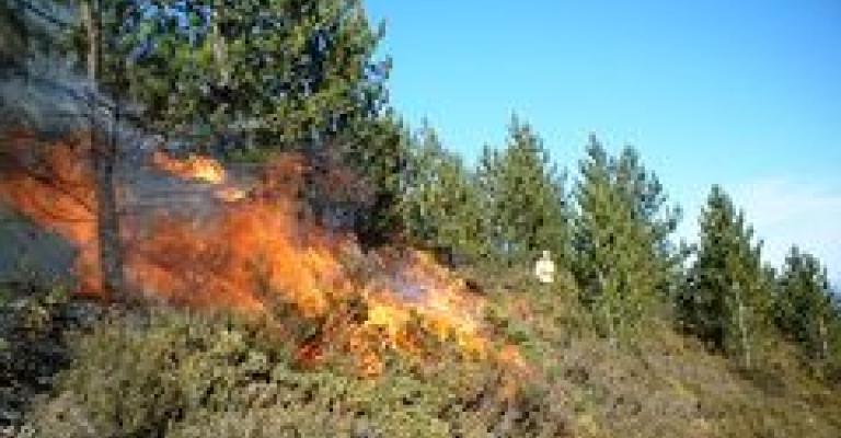 عجلون:حرائق مفتعلة تأتي على 300 شجرة عجلون:حرائق مفتعلة تأتي على 300 شجرة