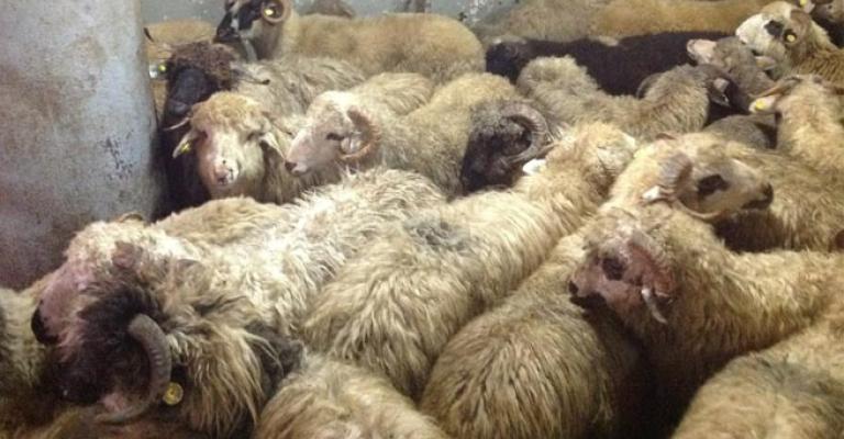 وقف استيراد الماشية من رومانيا