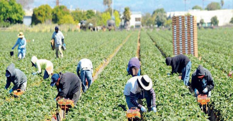 بحث فتح السوق الروسي امام الصادرات الزراعية بحث فتح السوق الروسي امام الصادرات الزراعية